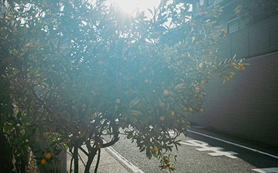 道路に生えているみかんの木