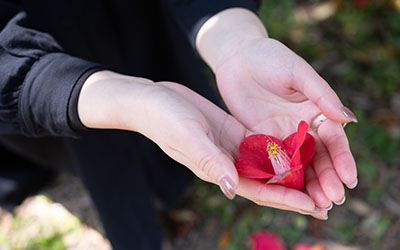 椿の花を両手で持っているところ